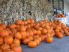 Hallowen Pumpkins